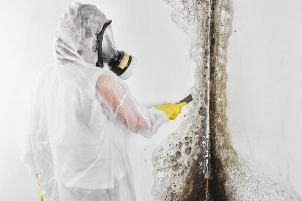 Best Mold Remediation for Specific Building Types in Lincoln Center, KS
