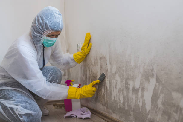 Best Insurance-Related Mold Remediation in Lincoln Center, KS