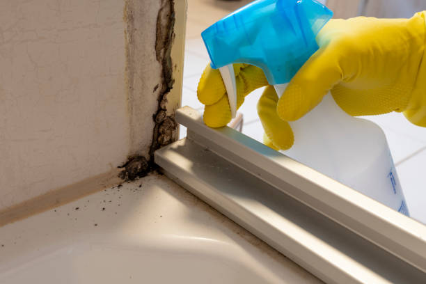 Trusted Lincoln Center, KS Mold Remediation Experts