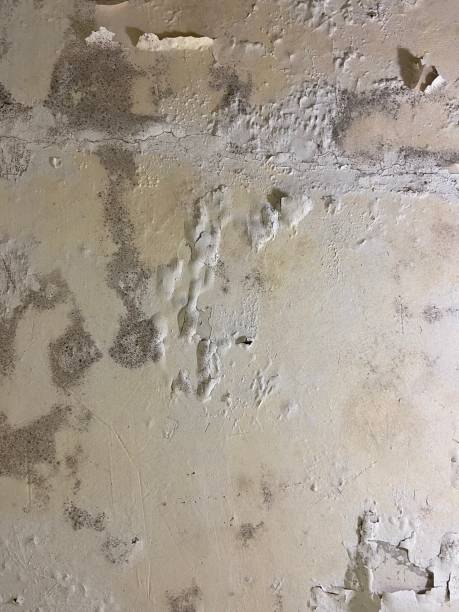 Best Mold Testing and Inspection Services in Lincoln Center, KS