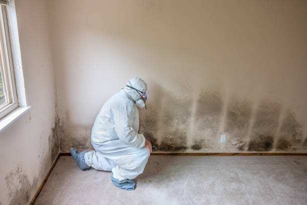 Best Preventive Mold Services in Lincoln Center, KS