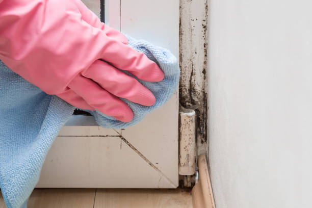 Best Post-Flood Mold Remediation in Lincoln Center, KS